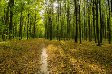 Autumn forest trees. Nature yellow wood sunlight backgrounds.