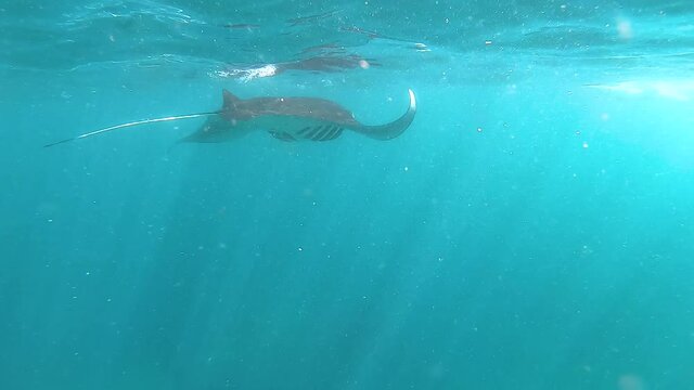 Stingrays underwater, Batoidea swim underwater, shooting stingrays underwater