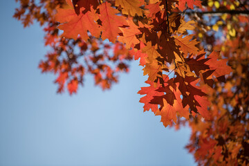Colorful Autumn Leaves against blue sky