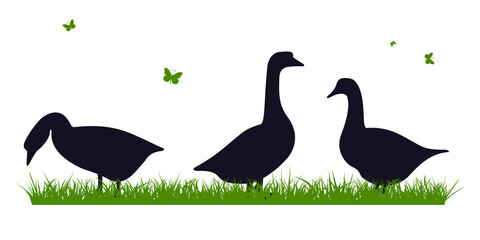 geese on the grass, vector flat illustration.