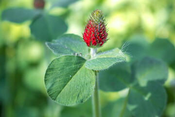 Crimson Clover or Italian Clover (in german Inkarnat-Klee, Blutklee, Rosenklee or Italienischer Klee) Trifolium incarnatum