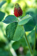 Crimson Clover or Italian Clover (in german Inkarnat-Klee, Blutklee, Rosenklee or Italienischer Klee) Trifolium incarnatum