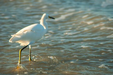Snowy Egret in ocean water