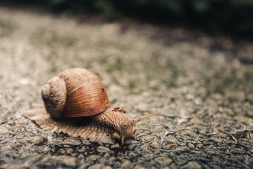 Image - Snail shell on the soil in forest with greenery on background on sunset with grass on background.  Close up photo of Helix Pomatia snail in garden with shell (protection) on sunset.