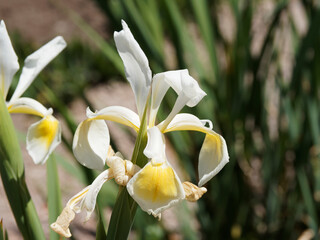 (Iris × hollandica) weiß mit gelbe Flecken Holländische Schwertlilie, schönen Blüten als...