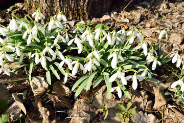 snowdrops in the forest