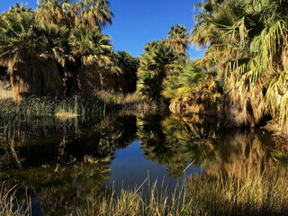 Palm trees reflected in the still water of the McCallum Grove Pond at the Thousand Palms Oasis. The pond, which is in Palm Springs, is fed by water seeping up through a fault line in the earth