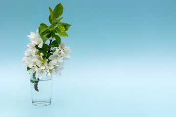 A branch with white flowers and green leaves stands in a vase of water on a blue background. Apple blossoms. Photo in pastel tones. Horizontal. The concept of a layout for a greeting card.Spring.