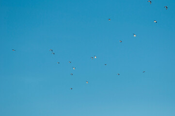 Flock of birds in blue sky