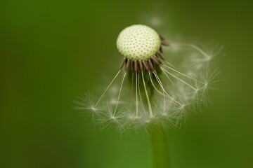 dandelion seeds on green background
