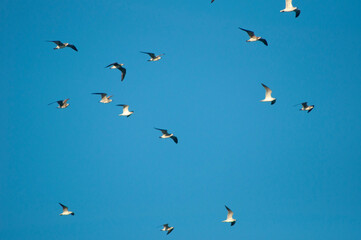 Close up of flock of birds in blue sky