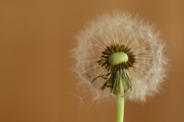 dandelion seeds on brown  background