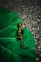 Dark and moody photo of Fire Salamander with beautiful yellow-orange spots on the green leaf. Folk green toned image of fire salamander walking on the road with big leaf on background.