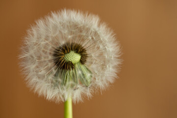 dandelion on brown background