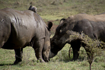 Two Rhinos fighting with their Horns Locked