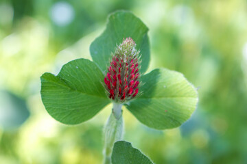 Crimson Clover or Italian Clover (in german Inkarnat-Klee, Blutklee, Rosenklee or Italienischer...