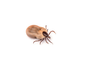 Tick isolated on white background