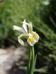 (Iris × hollandica) weiß mit gelbe Flecken Holländische Schwertlilie, schönen Blüten als Zierpflanzen geschätzt
