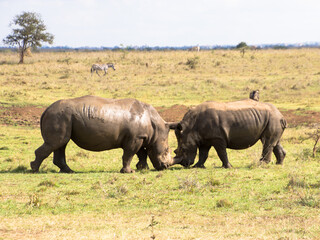 Obraz premium Two Rhinos fighting with their Horns Locked