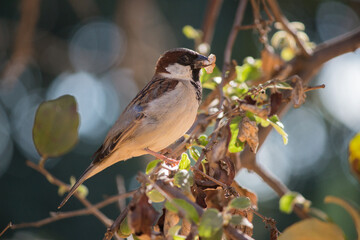 House Sparrow (Passer domesticus) perched on a tree branch with a bug in its beak
