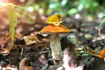 Close up view of young orange birch bolete (Leccinum versipelle) mushroom growing in autumn forest among fallen leaves. Selective focus. Beauty in nature theme.
