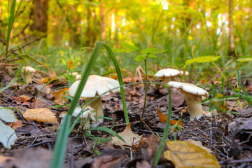 Group of Blancaccio (Lactifluus piperatus or Lactarius piperatus) mushroom grows in autumn forest among fallen leaves. Selective focus. It's a semi-edible mushroom with spicy taste.