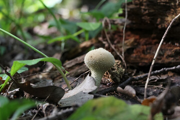 Close up view of young common puffball (Lycoperdon perlatum) mushroom growing in autumn forest among fallen leaves. Selective focus. Beauty in nature theme.