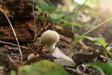 Close up view of young common puffball (Lycoperdon perlatum) mushroom growing in autumn forest among fallen leaves. Selective focus. Beauty in nature theme.