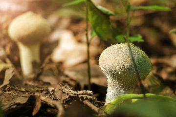 Close up view of young common puffball (Lycoperdon perlatum) mushroom growing in autumn forest among fallen leaves. Selective focus. Beauty in nature theme.