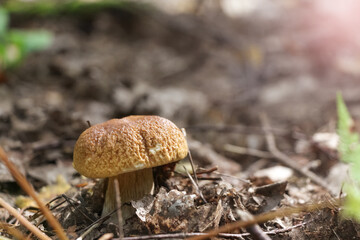 Close up view of porcini (Boletus edulis) mushroom, also known as cep, penny bun or porcino,  growing in autumn forest among fallen leaves. Selective focus. Beauty in nature theme.