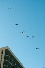 Obraz premium Birds flying over buildings