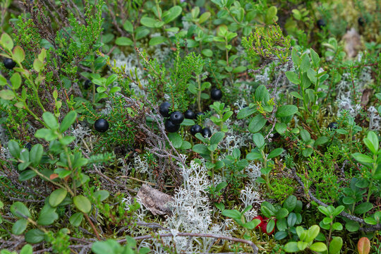 Useful lingonberry, crowberry and blueberries.