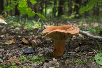Close up view of oak milkcap (Lactarius quietus) mushroom, also known as oakbug milkcap or southern milkcap, growing in autumn forest among fallen leaves. Selective focus. Beauty in nature theme.