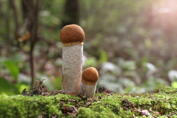 Close up view of young orange birch bolete (Leccinum versipelle) mushroom growing in autumn forest among fallen leaves. Selective focus. Beauty in nature theme.