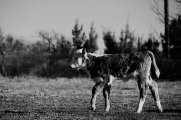 Hereford calf walking through farm field in black and white.