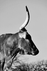Profile portrait of Texas longhorn cow in rustic black and white, isolated on background.