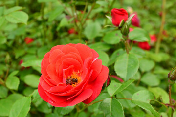Beautiful red rose . bright red rose with green leaves and a soft bokeh background. top view of beautiful red rose in the garden