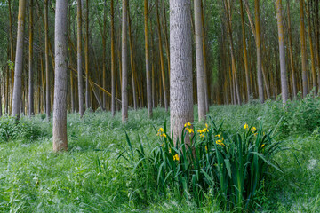 Fototapete bei efototapeten.de bestellen   