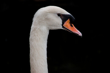 Mute Swan bird head and neck close up with black background