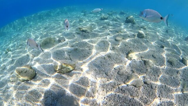 dreamy look fish scenery underwater sun beams sun rays underwater mediterranean sea sun shine relaxing ocean scenery