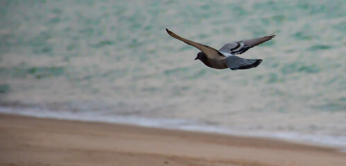 Flying Feral Pigeon landing on beach at Kuwait City.