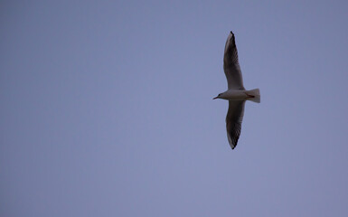 Red-billed Tropic bird is flying in Kuwait beach.