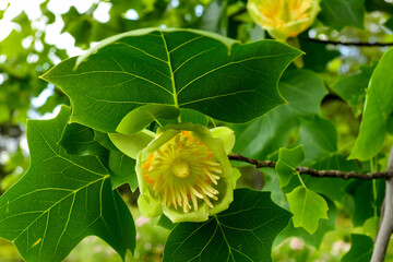 Close-up of a beautiful flower of an adult tulip tree, Liriodendron tulipifera. Warm sunny day in the garden