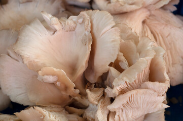 mushroom fungi