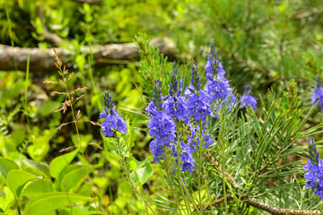 Gorgeous Light blue flowers . Beautiful purple flower blooming in the garden. Close-up