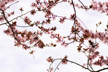 Cherry Blossom Branches Pattern