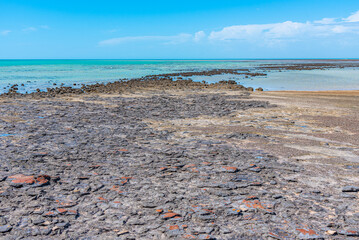 Stromatolites at Hamelin pool in Australia