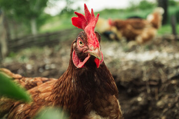 Free range breeding of hens. Portrait of illuminated hen (New Hampshire hen) standing and feeding on green grass - eyes level shot. Cute and beautiful hen posing to camera during the walking on farm.