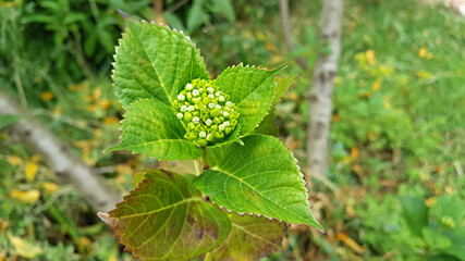 한국 제주도 산수국 꽃망울