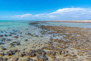 Stromatolites at Hamelin pool in Australia - Powered by Adobe